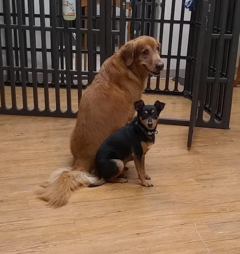 Pet Supply Store «EarthWise Pet Supply - Richardson», reviews and photos, 1310 W Campbell Rd #128, Richardson, TX 75080, USA