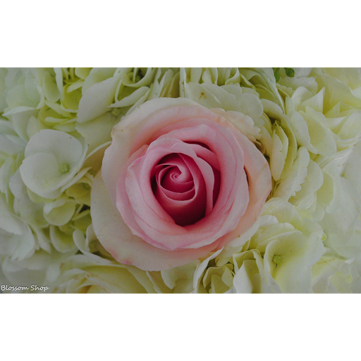 Florist «Blossom Flower Shop», reviews and photos, 906 N Frazier St, Conroe, TX 77301, USA