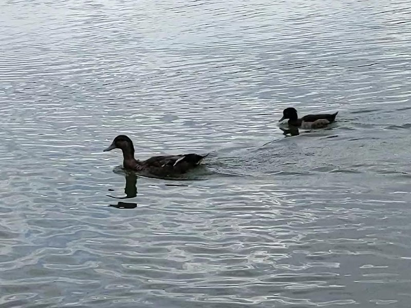 四十ヶ浦池 福岡県福岡市東区美和台 公園 公園 グルコミ