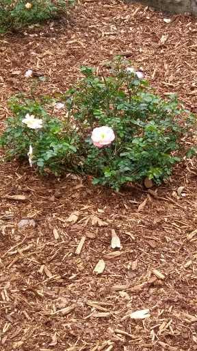 Botanical Garden «Zilker Botanical Garden», reviews and photos, 2220 Barton Springs Rd, Austin, TX 78746, USA