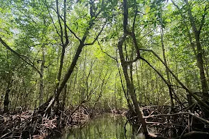 Mangrove kayaking with Coco image