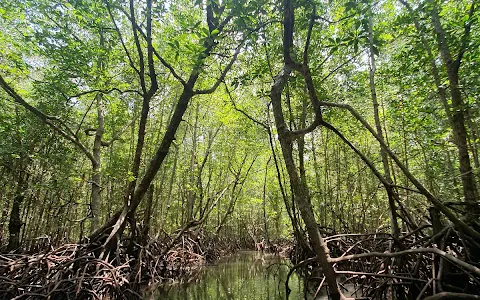 Mangrove kayaking with Coco image