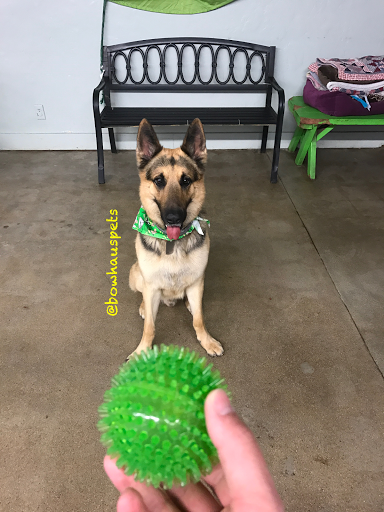 Dog Day Care Center «The Bowhaus Pet Company», reviews and photos, 2472 E Colorado Blvd, Pasadena, CA 91107, USA