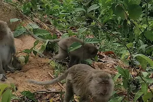 Monkeys corner image