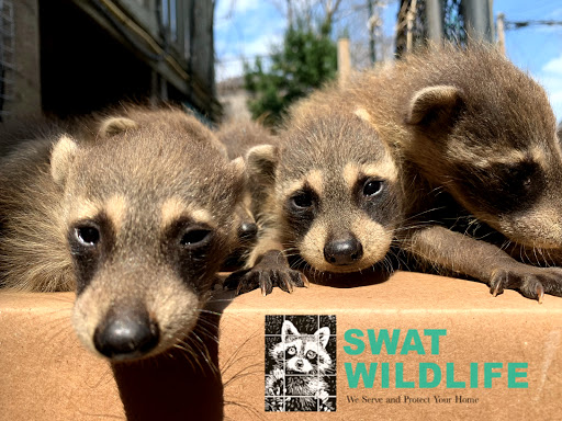 SWAT Wildlife Inc
