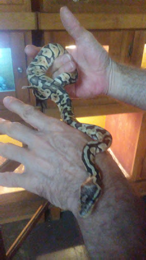 Pet Store «World Wide Pets», reviews and photos, 1307 Fayetteville Rd, Van Buren, AR 72956, USA