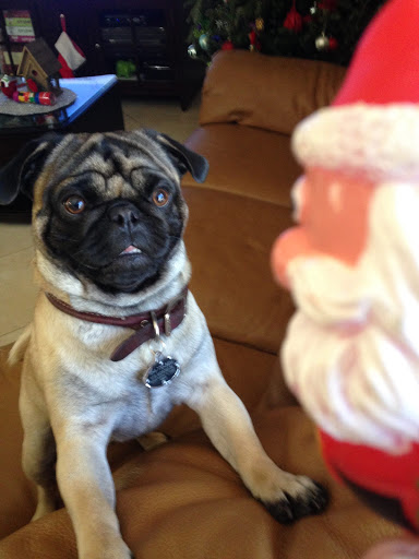 Pet Store «Puppy Boutique Store», reviews and photos, 4001 N Federal Hwy, Fort Lauderdale, FL 33308, USA