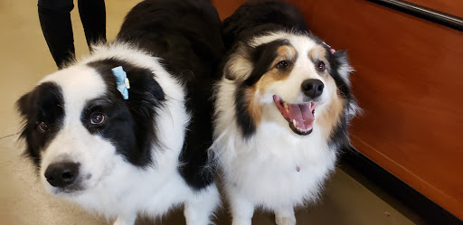 Pet Supply Store «PetSmart», reviews and photos, 3540 Youngfield St, Wheat Ridge, CO 80033, USA