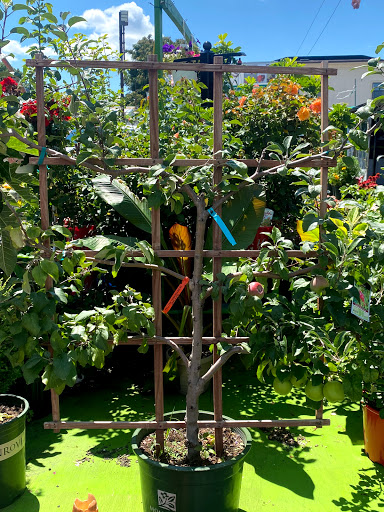 Florist «Flowers By Sanchez», reviews and photos, 78-10 Cypress Ave, Flushing, NY 11385, USA