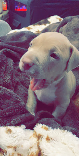 Pet Supply Store «PetSmart», reviews and photos, 30 Malphrus Rd, Bluffton, SC 29910, USA