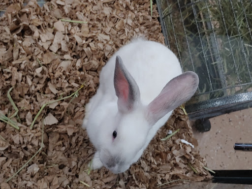 Pet Store «Greenwood Pets & Plants», reviews and photos, 13983 E 9 Mile Rd, Warren, MI 48089, USA