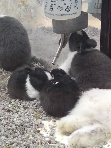 Pet Supply Store «Pet Depot», reviews and photos, 244 Seville St, Florence, AL 35630, USA