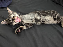 Simmonds Veterinary Hospital LLC - Photo 4 - Car repair in Allentown, PA, Allentown