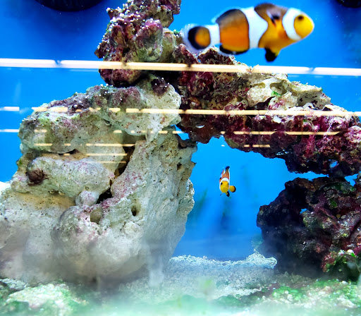 Pet Supply Store «Petco Animal Supplies», reviews and photos, 298 Spring Creek Drive, Franklin, TN 37067, USA