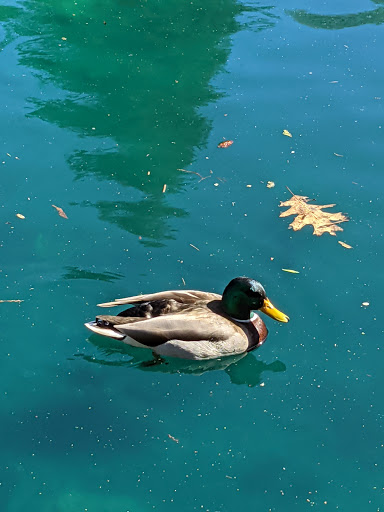 Park «Laurelhurst Park», reviews and photos, SE Cesar E Chavez Blvd & Stark St, Portland, OR 97214, USA