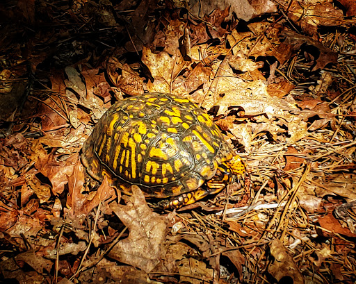 Community Park «Wells Mills County Park», reviews and photos, 905 Wells Mills Rd, Waretown, NJ 08758, USA