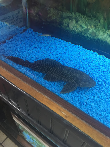 Pet Store «Pet World», reviews and photos, 101 Green St, Sunbury, PA 17801, USA