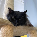 Photo n° 4 de l'avis de Thomas.o fait le 24/07/2021 à 23:33 pour Le Chat’Ren’Thé - CatCoffee & Restaurant à La Rochelle