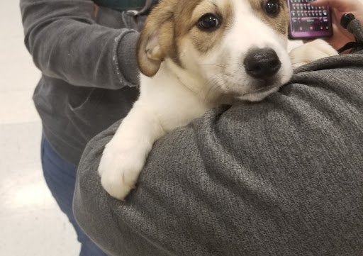 Pet Supply Store «PetSmart», reviews and photos, 1421 Carl D Silver Parkway, Fredericksburg, VA 22401, USA