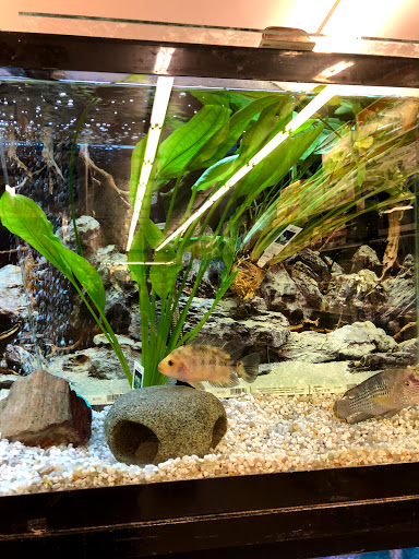 Pet Store «Petland Discounts - Kissena Blvd», reviews and photos, 71-8 Kissena Blvd, Flushing, NY 11367, USA