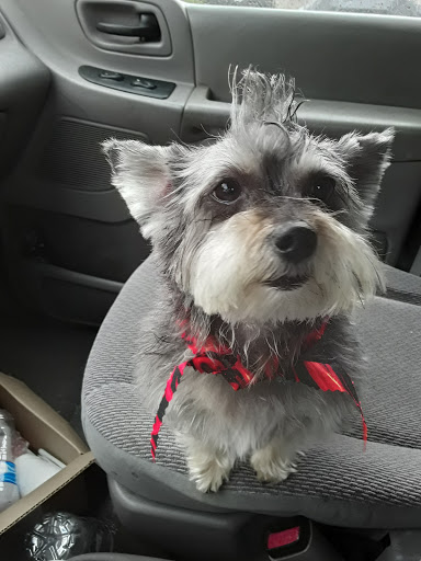 Pet Groomer «Glamour Pet Shop & Grooming», reviews and photos, 11401 Elam Rd, Balch Springs, TX 75180, USA