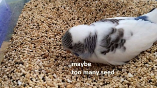 Pet Supply Store «E & M Pet Shop», reviews and photos, 5900 Whittier Blvd, Los Angeles, CA 90022, USA