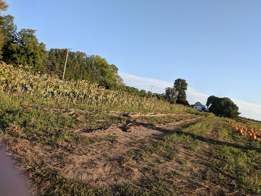 Produce Market «Rush Vegetables», reviews and photos, 2120 Eagle Harbor Waterport Rd, Albion, NY 14411, USA