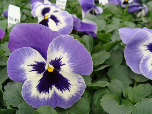 Garden Center «Hillermann Nursery & Florist», reviews and photos, 2601 E Fifth St, Washington, MO 63090, USA