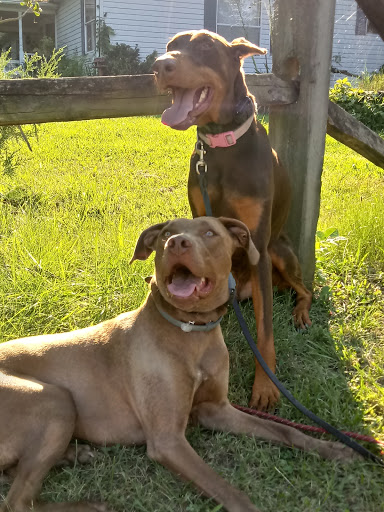 Dog Trainer «Off Leash K9 Training, Charlottesville», reviews and photos, 8782 Seminole Trail, Ruckersville, VA 22968, USA