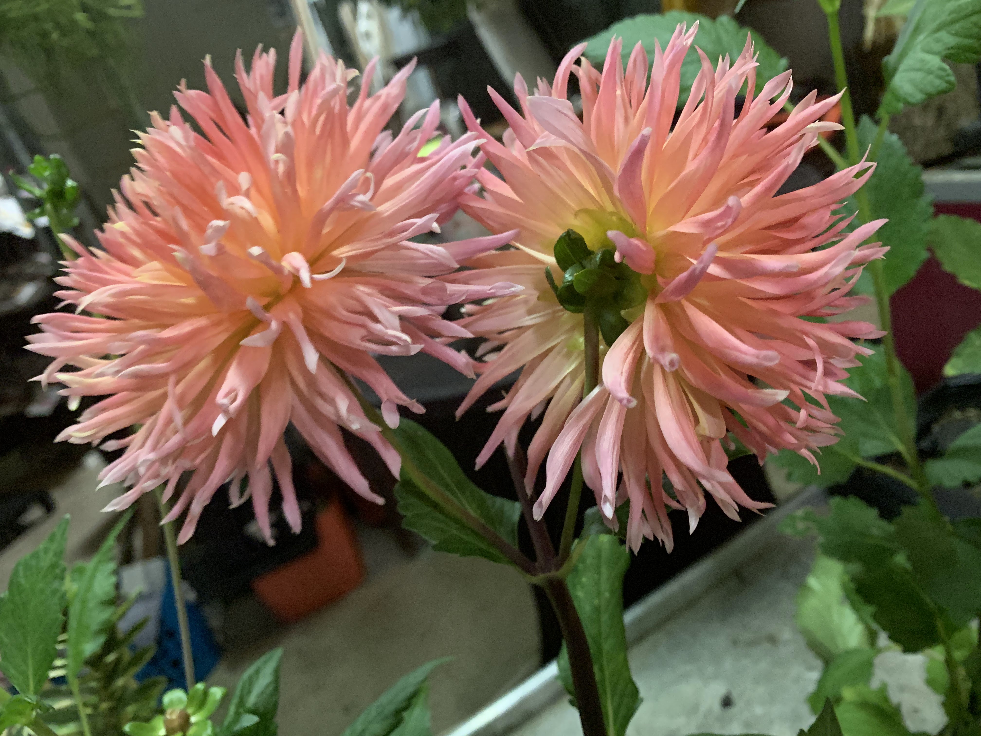 Photo n° 5 de l'avis de Jose.a fait le 01/05/2020 à 08:36