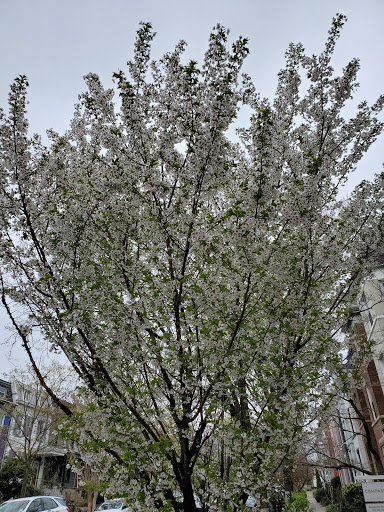 Park «Crispus Attucks Park», reviews and photos, 23 U St NW, Washington, DC 20001, USA