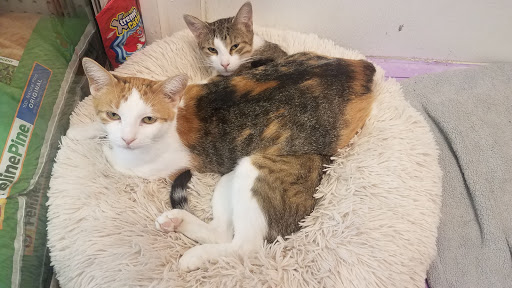 Pet Store «Wilmette Pet Center LLC», reviews and photos, 625 Green Bay Rd, Wilmette, IL 60091, USA