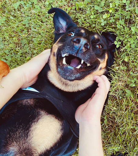 Pet Supply Store «PetSmart», reviews and photos, 1386 Atwood Ave, Johnston, RI 02919, USA