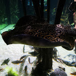 Photo n° 3 de l'avis de Lena.O fait le 04/07/2023 à 11:02 pour Palais de la Porte Dorée à Paris