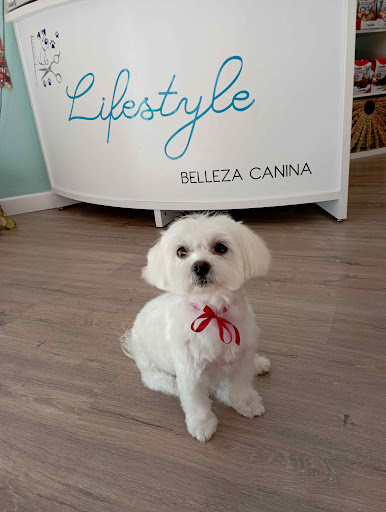 Lifestyle Belleza Canina