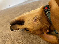 PetSuites Long Meadow - Photo 8 - Car repair in Richmond, TX, Sugar Land