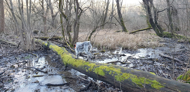 Cholnoky Emlékpark - Balatonfüred