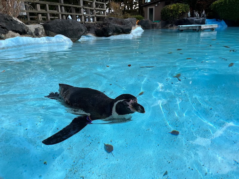 ペンギンの滝