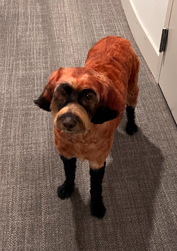 Insurance Agency «State Farm Insurance Agent - Diane Viadero CLU», reviews and photos