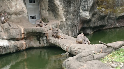 台北市立动物园台湾猕猴区
