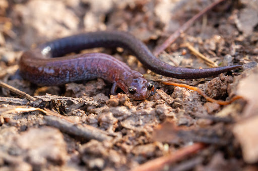 Nature Preserve «Melvin L. Newman Wetlands Center», reviews and photos, 2755 Freeman Rd, Hampton, GA 30228, USA