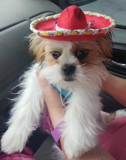 Pet Supply Store «Petco Animal Supplies», reviews and photos, 1670 Airport Blvd #700, Pensacola, FL 32504, USA