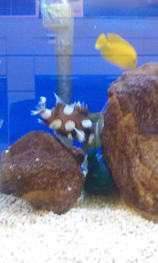 Tropical Fish Store «Stingray Bay», reviews and photos, 17800 E 9 Mile Rd, Eastpointe, MI 48021, USA