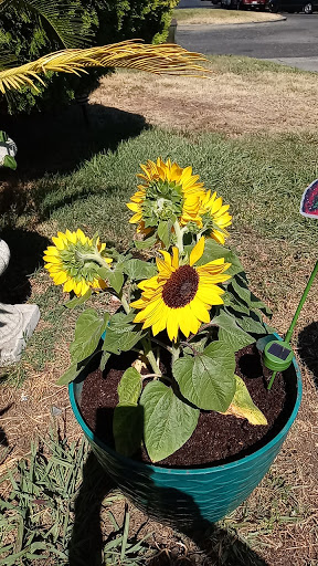 Hardware Store «Garrett Hardware & Plbg Co», reviews and photos, 1340 Healdsburg Ave, Healdsburg, CA 95448, USA