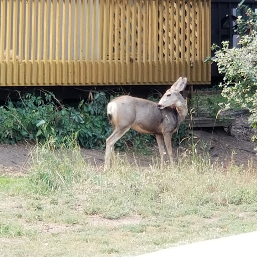 Country Club «Country Club of Colorado», reviews and photos, 125 Clubhouse Dr, Colorado Springs, CO 80906, USA