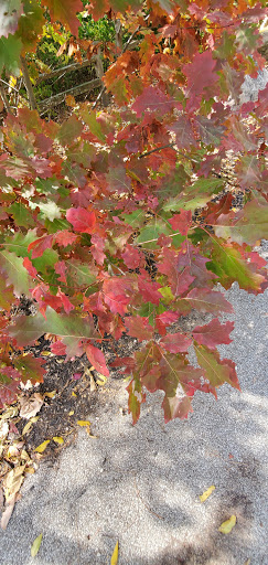 Park «Sodalis Nature Park», reviews and photos, 7700 S County Rd 975 E, Plainfield, IN 46168, USA