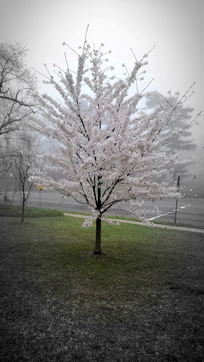 Golf Club «Cherry Valley Club», reviews and photos, Rockaway Ave, Garden City, NY 11530, USA