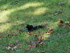 Garden City Parks - photo 6