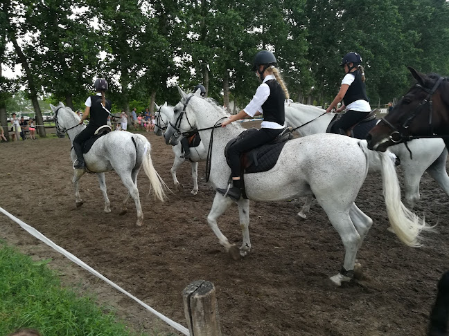 Dobrovitz Lovasfarm fogathajtóoktatás, bértartás - Iskola