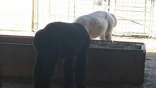 Livestock Breeder «Alpacas at Marquam Hill Ranch», reviews and photos, 35835 OR-213, Molalla, OR 97038, USA